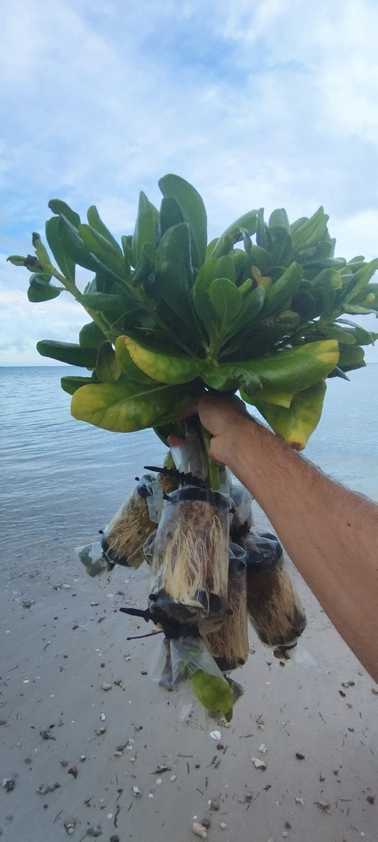 Plante de bord de mer