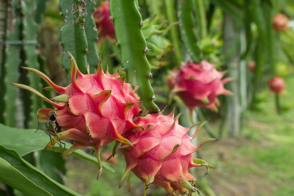 Bouture de fruit du dragon