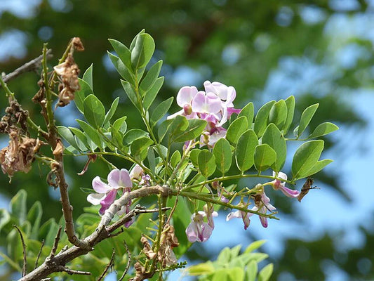 Marcotte de Gliricidia (Engrais vert)