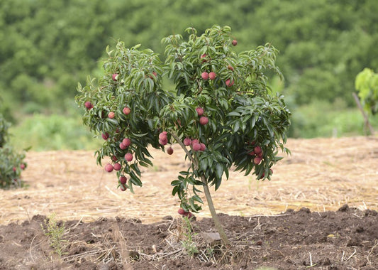 Marcotte de litchi