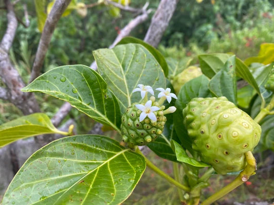 Marcotte de Noni